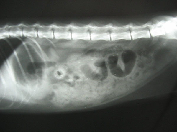 case 4