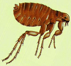 catflea