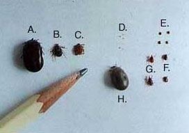 dog-vs-deer-ticks