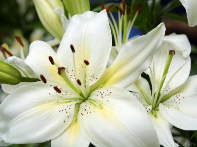 lillies
